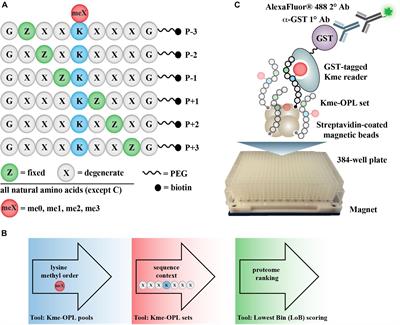 A Degenerate Peptide Library Approach to Reveal Sequence Determinants of Methyllysine-Driven Protein Interactions